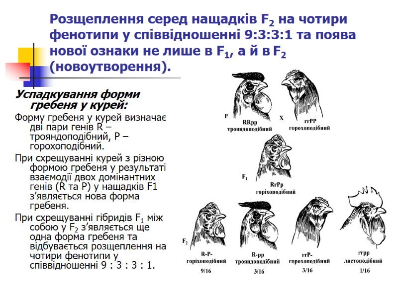 Розщеплення серед нащадків F2 на чотири фенотипи у співвідношенні 9:3:3:1 та поява нової ознаки